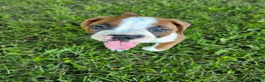 Boxer 1