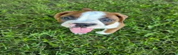 Boxer dogs for sale: Boxer 1 - Ad 1