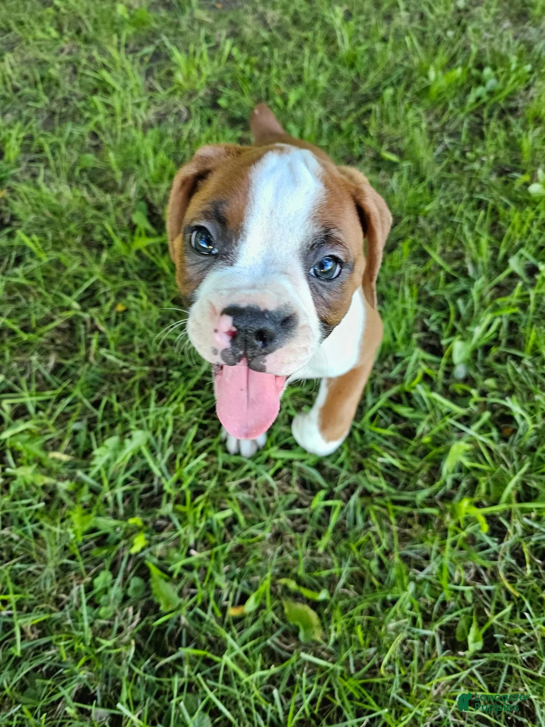Boxer dogs for sale: Boxer 1 - Ad 1