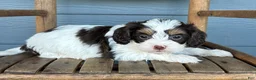 Cavapoo dogs for sale: Ravioli - Ad 1