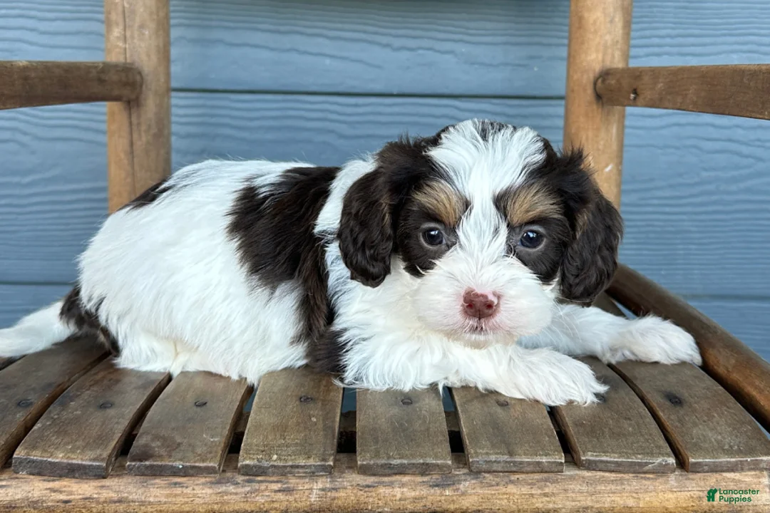 Cavapoo dogs for sale: Ravioli - Ad 1