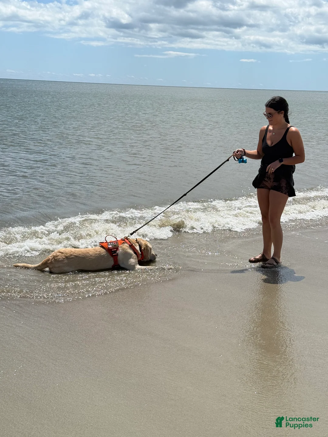 Labrador Retriever dogs for stud: Bo Conley - Ad 15