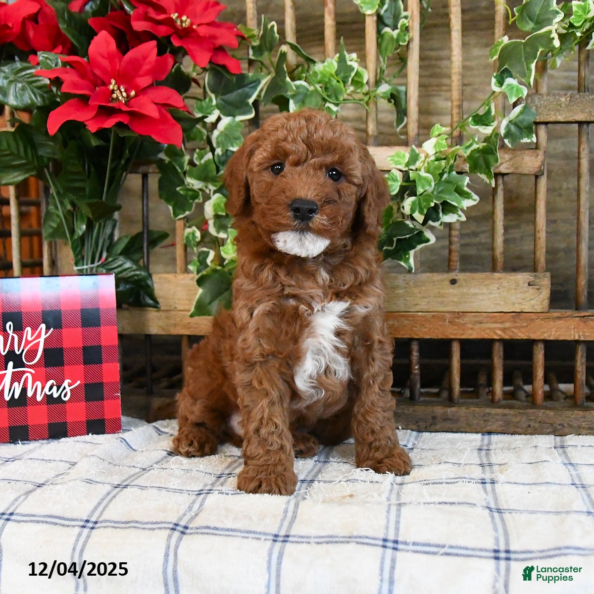 Mini Goldendoodle dogs Foster - Ad 7