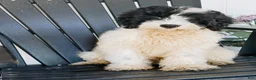 Mini Bernedoodle dogs for sale: Slate - Black & White Mini Bernedoodle - Ad 2