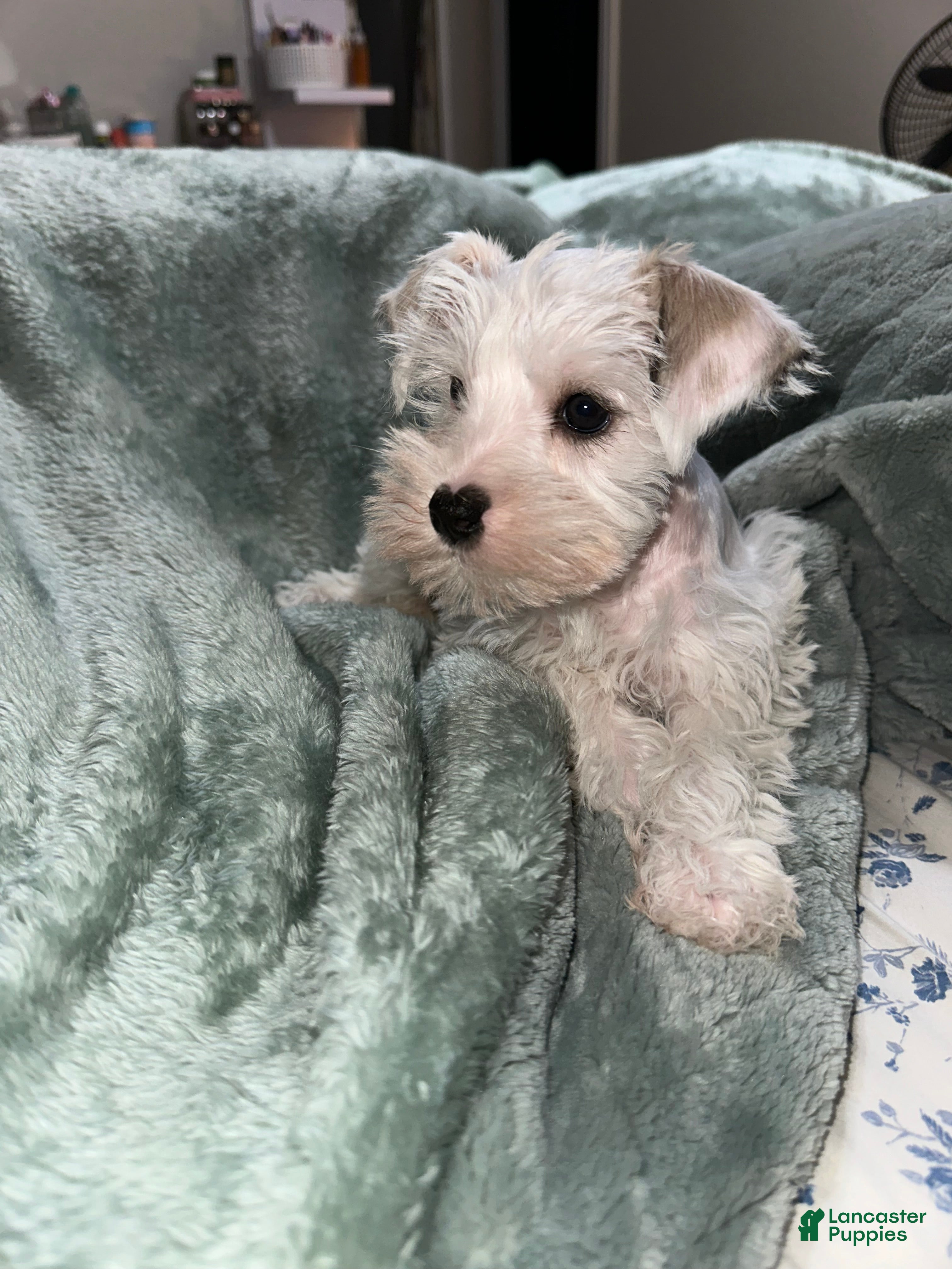 Miniature Schnauzer dogs Miniature Schnauzer 2 - Ad 2