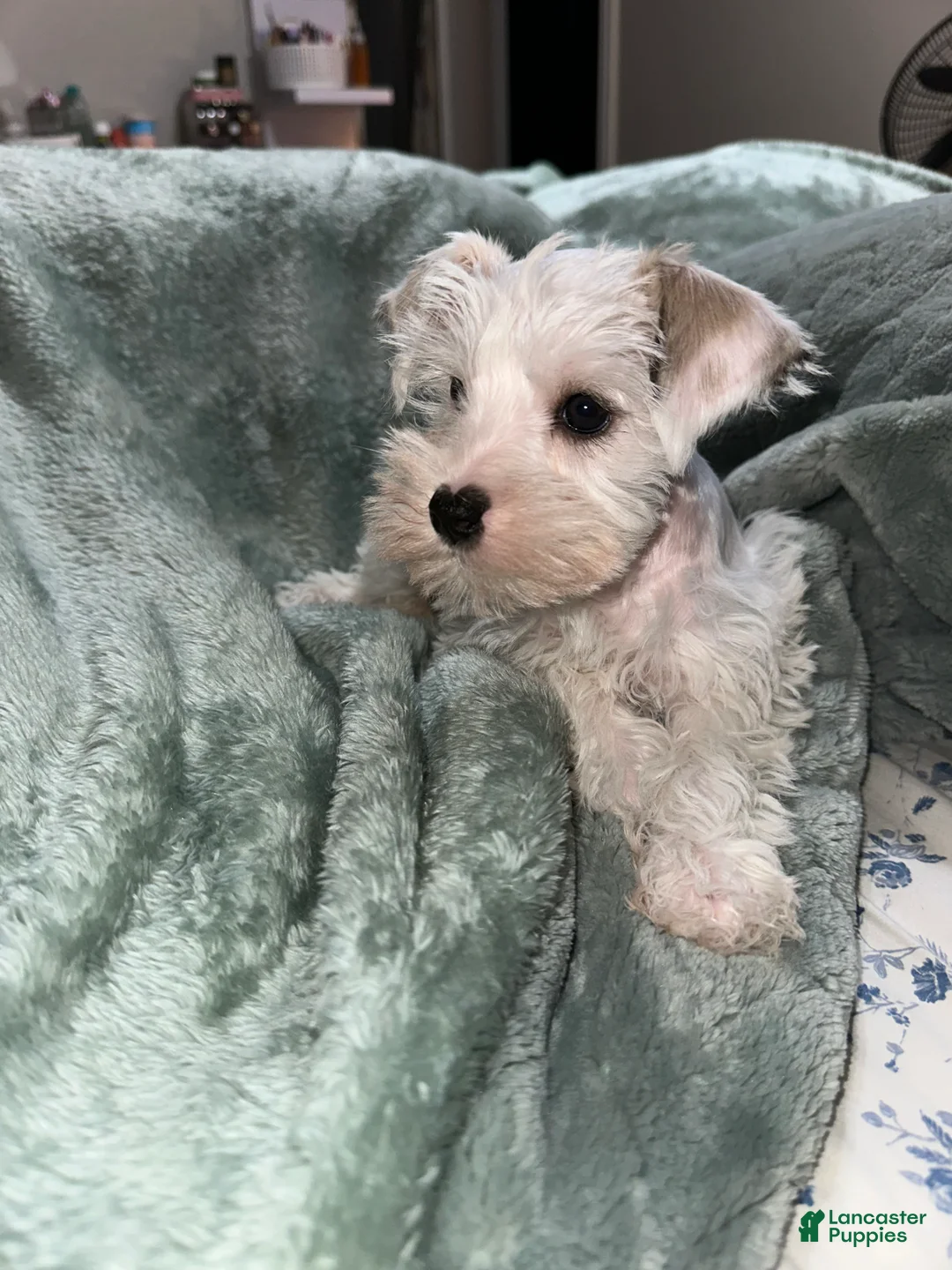 Miniature Schnauzer dogs for sale: Miniature Schnauzer 2 - Ad 2