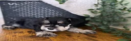 Miniature Schnauzer dogs for sale: Jack - Ad 7