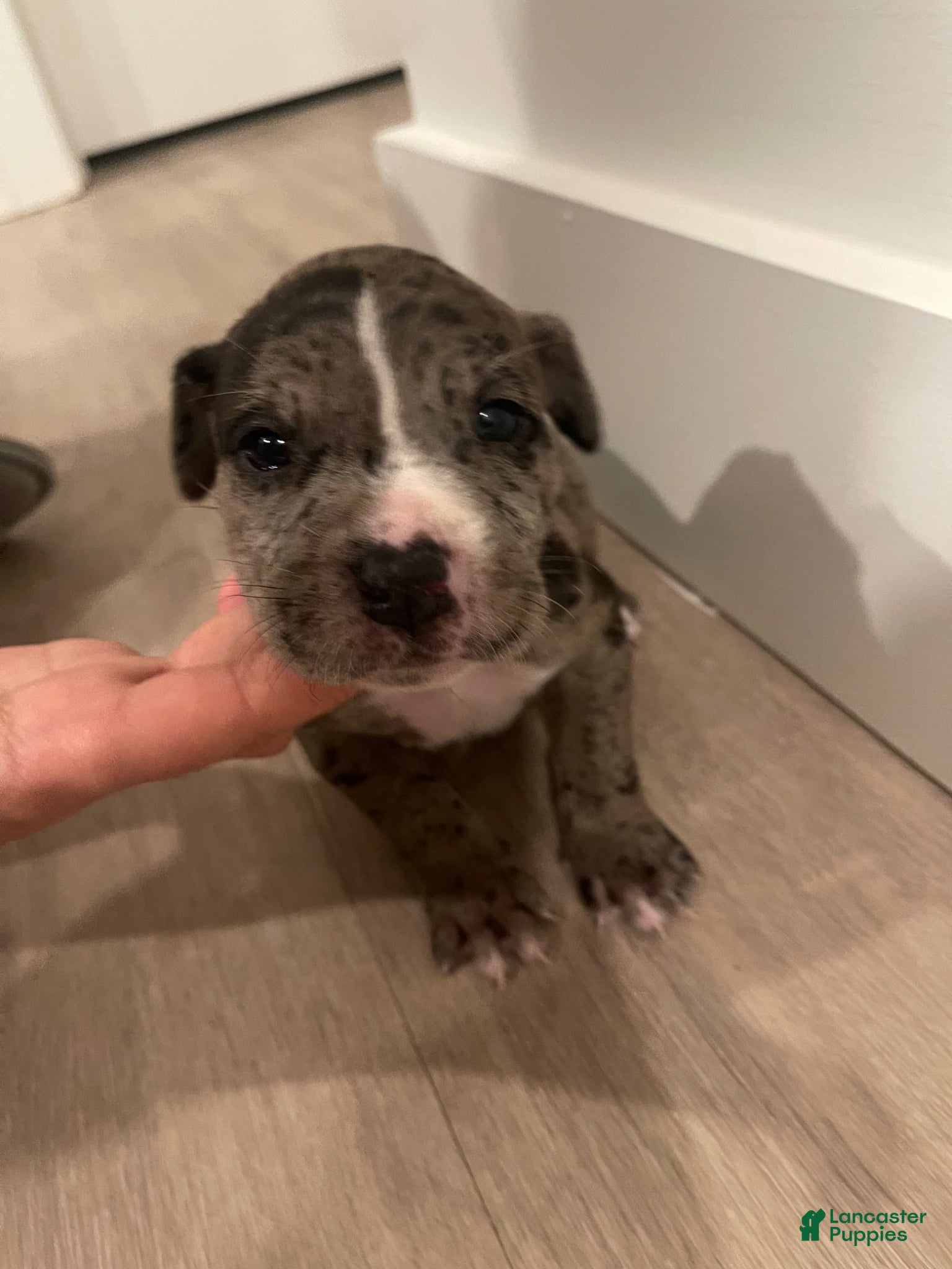 American Bully dogs for sale: Coon - Ad 2