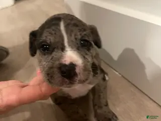 American Bully dogs for sale: Coon - Ad 2