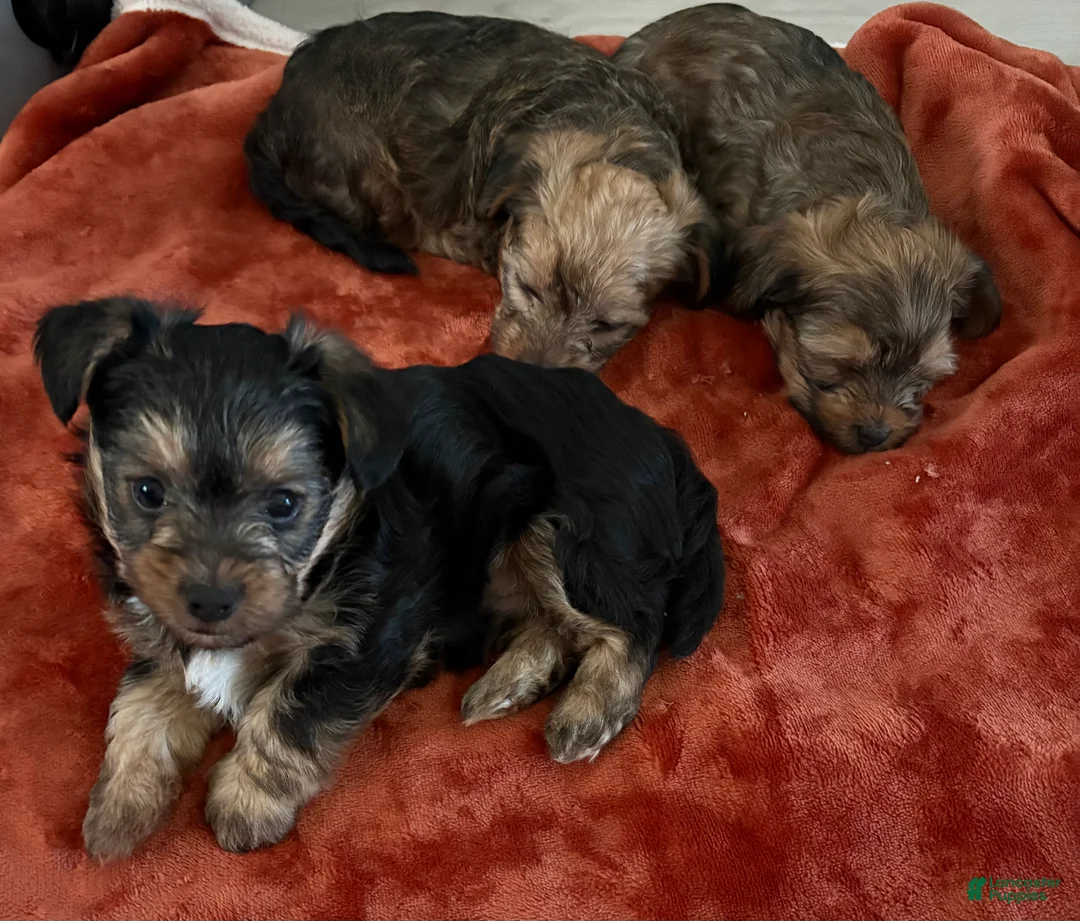 Yorkiepoo dogs for sale: Yorkiepoo Puppy 3 - Ad 3