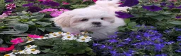 Malshi dogs for sale: Sherpa  - Ad 5
