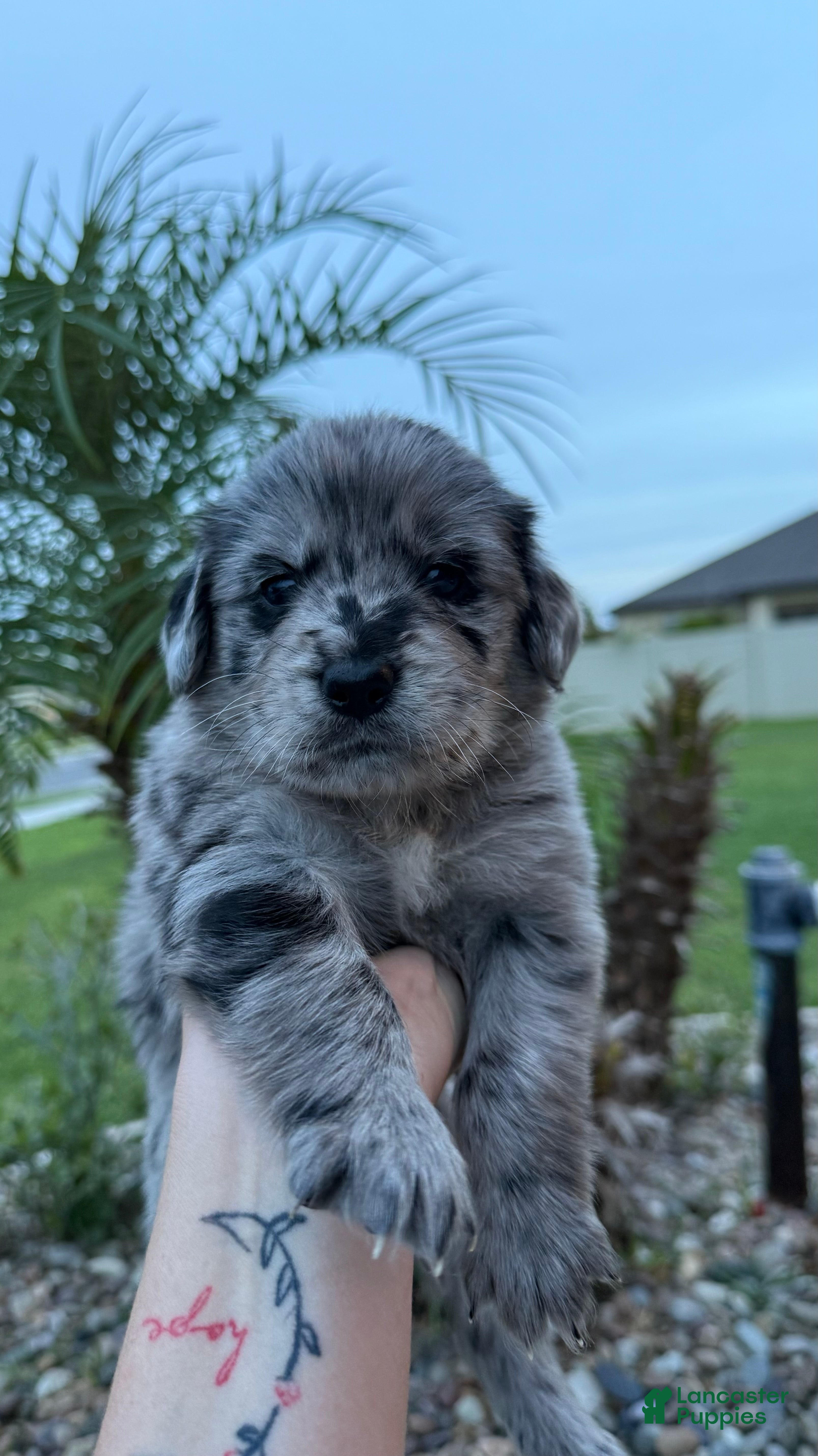 Mixed Breed dogs Maci  - Ad 21