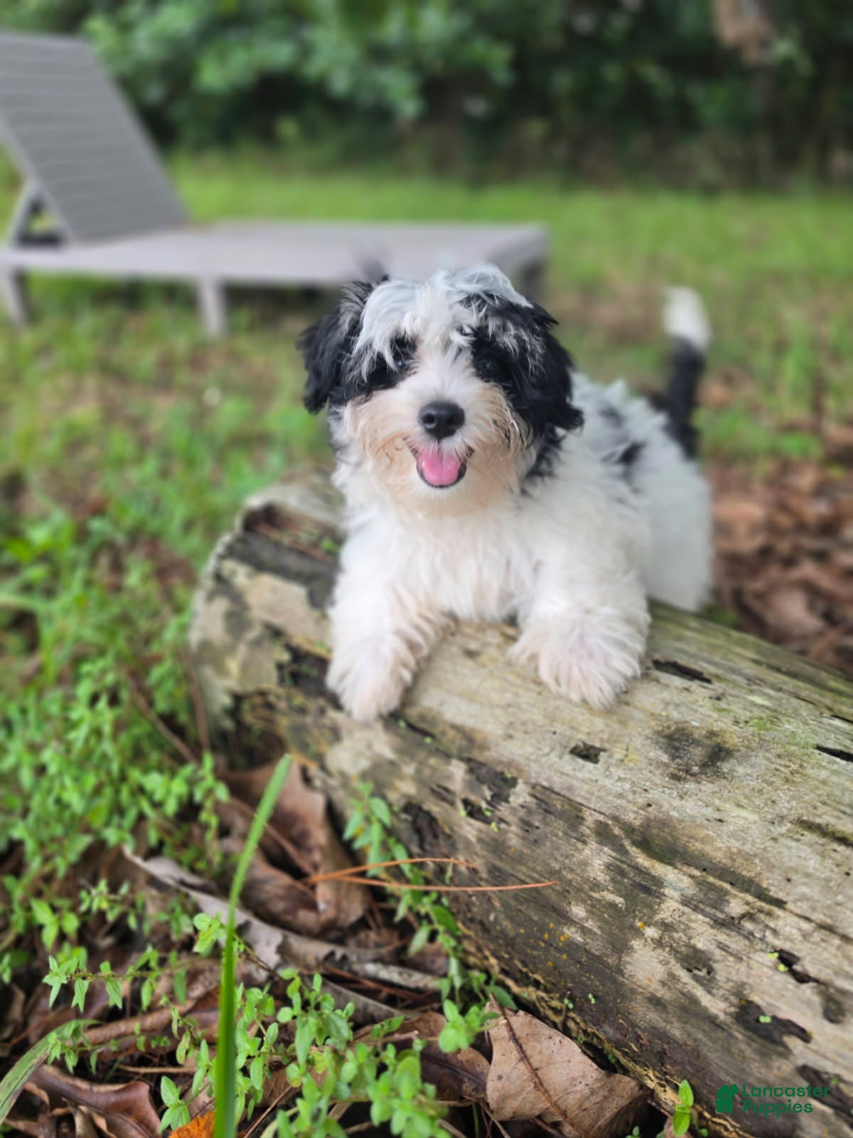 Morkie dogs Boy 2 - Ad 2