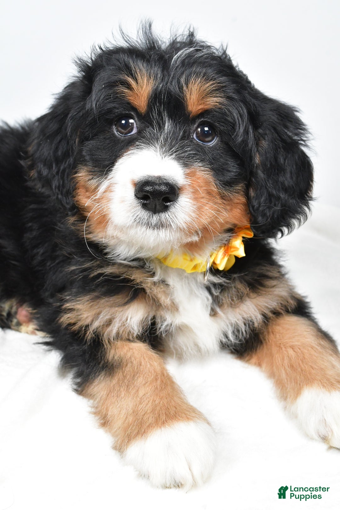 Mini Bernedoodle dogs for sale: Alice - Ad 4
