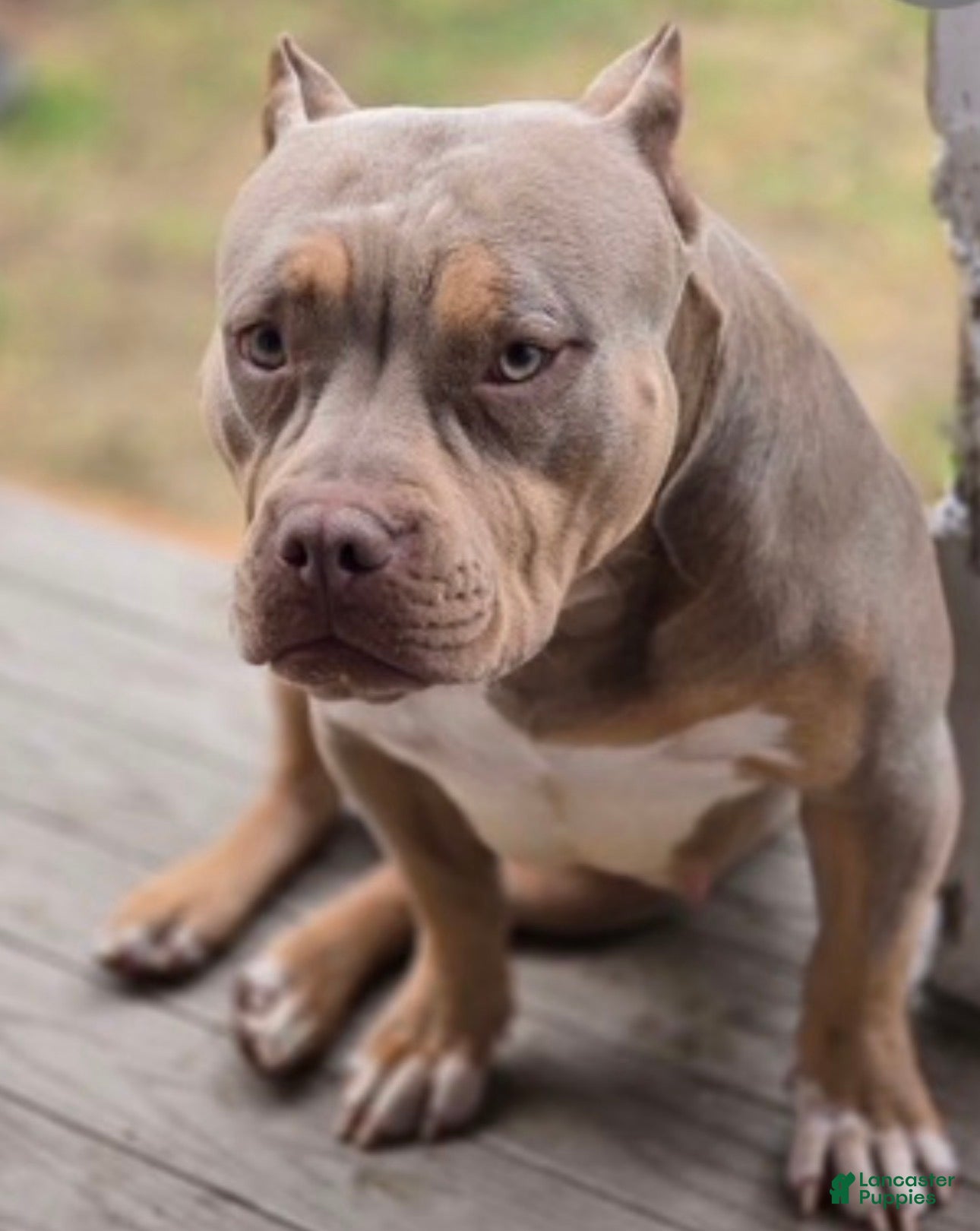 American Bully dogs for sale: Mixed Breed Puppy 2 - Ad 8