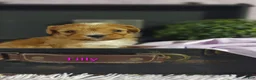 Cavapoo dogs for sale: Cavapoo 5 Tilly SOLD - Ad 12