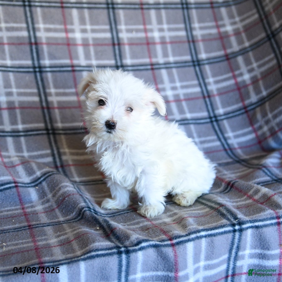 Maltese dogs Tina - Ad 2