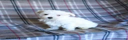 Maltese dogs for sale: Tina - Ad 3