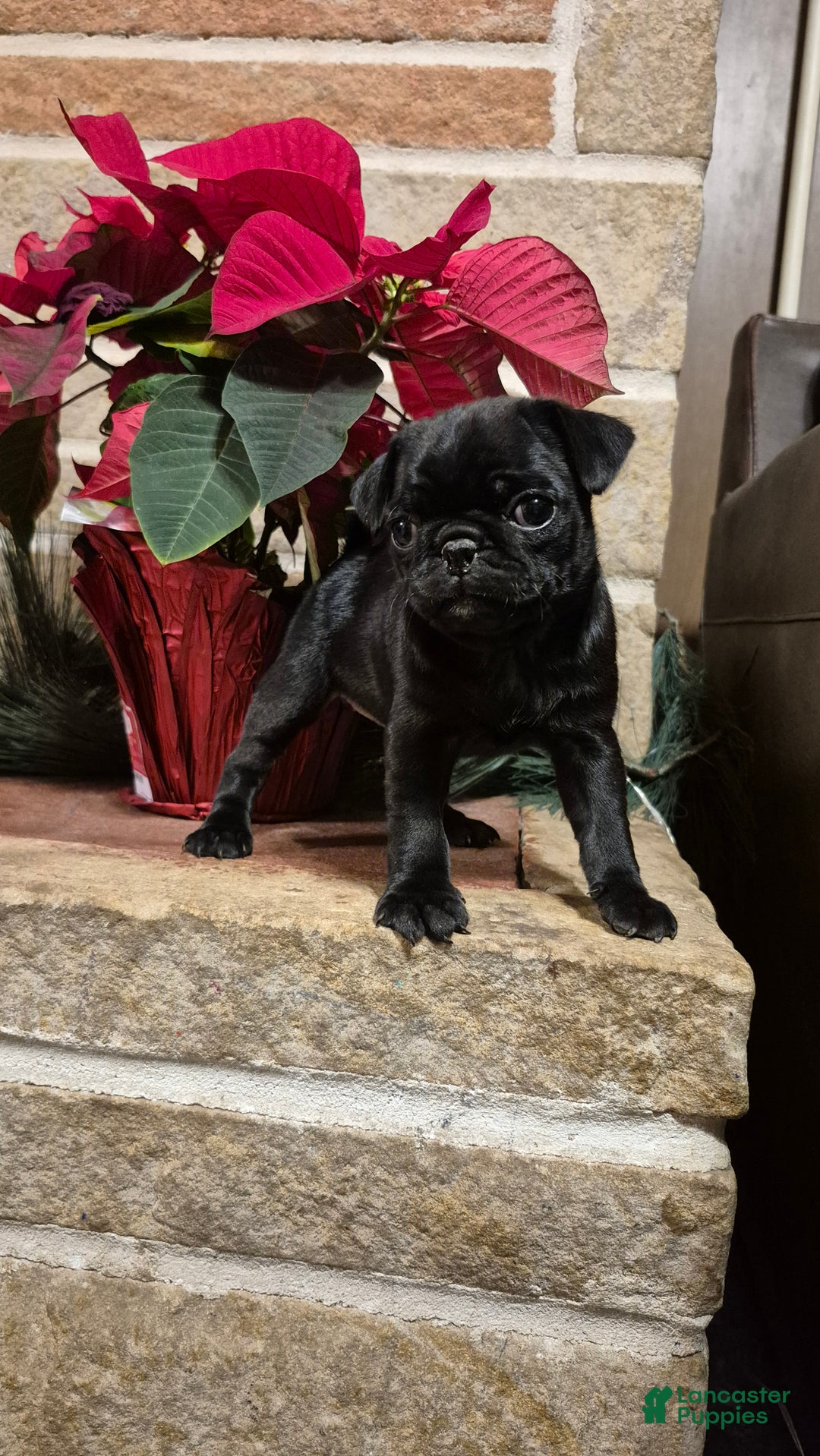 Pug dogs for sale: Pug Puppy 2 - Ad 2