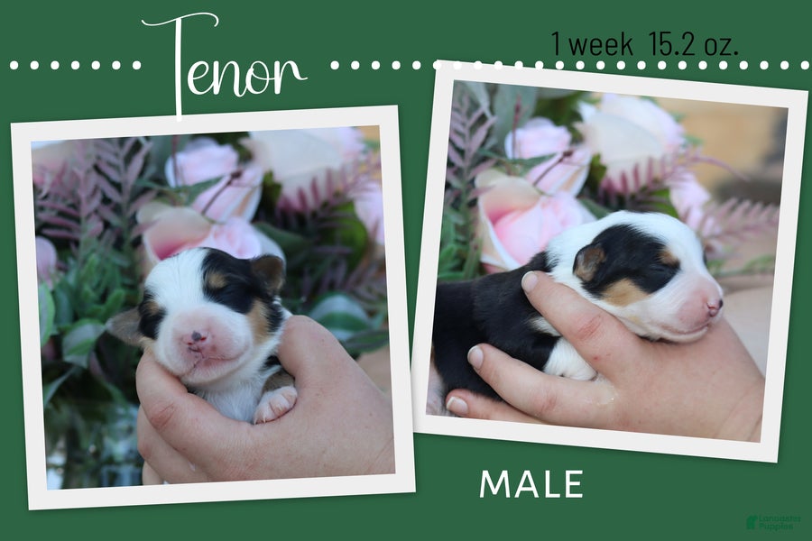 Miniature Australian Shepherd dogs Tenor - Ad 1