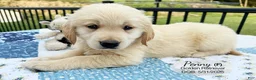 Golden Retriever dogs for sale: Penny - Ad 3