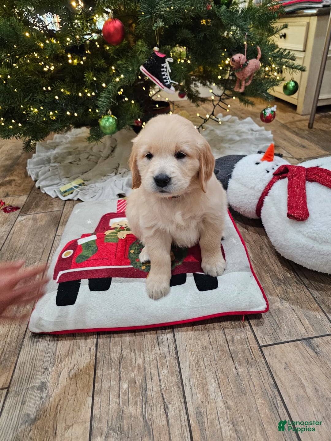 Golden Retriever dogs for sale: Golden Retriever Puppy 4 - Ad 14