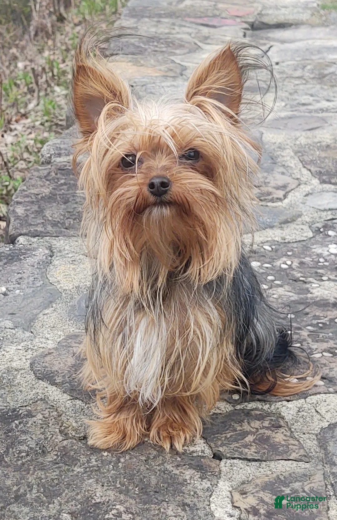 Yorkiepoo dogs for sale: Starr Bright - Ad 9