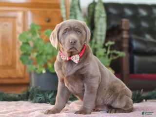 Labrador Retriever dogs Holly - Ad 2