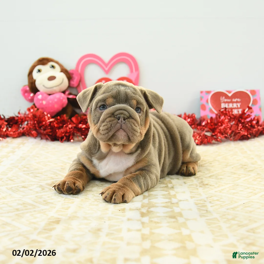 English Bulldog dogs for sale: Bella   - Ad 3
