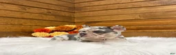French Bulldog dogs for sale: Zeland - Ad 4
