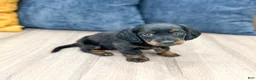 Miniature Dachshund dogs for sale: Jill - Ad 3