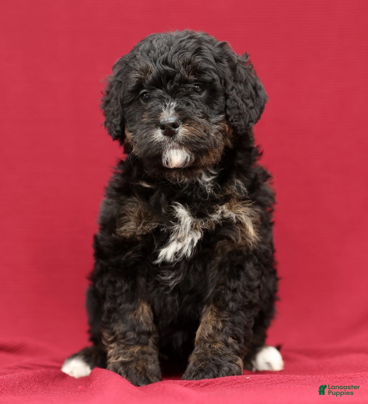 Mini Bernedoodle dogs Vicky - Ad 2