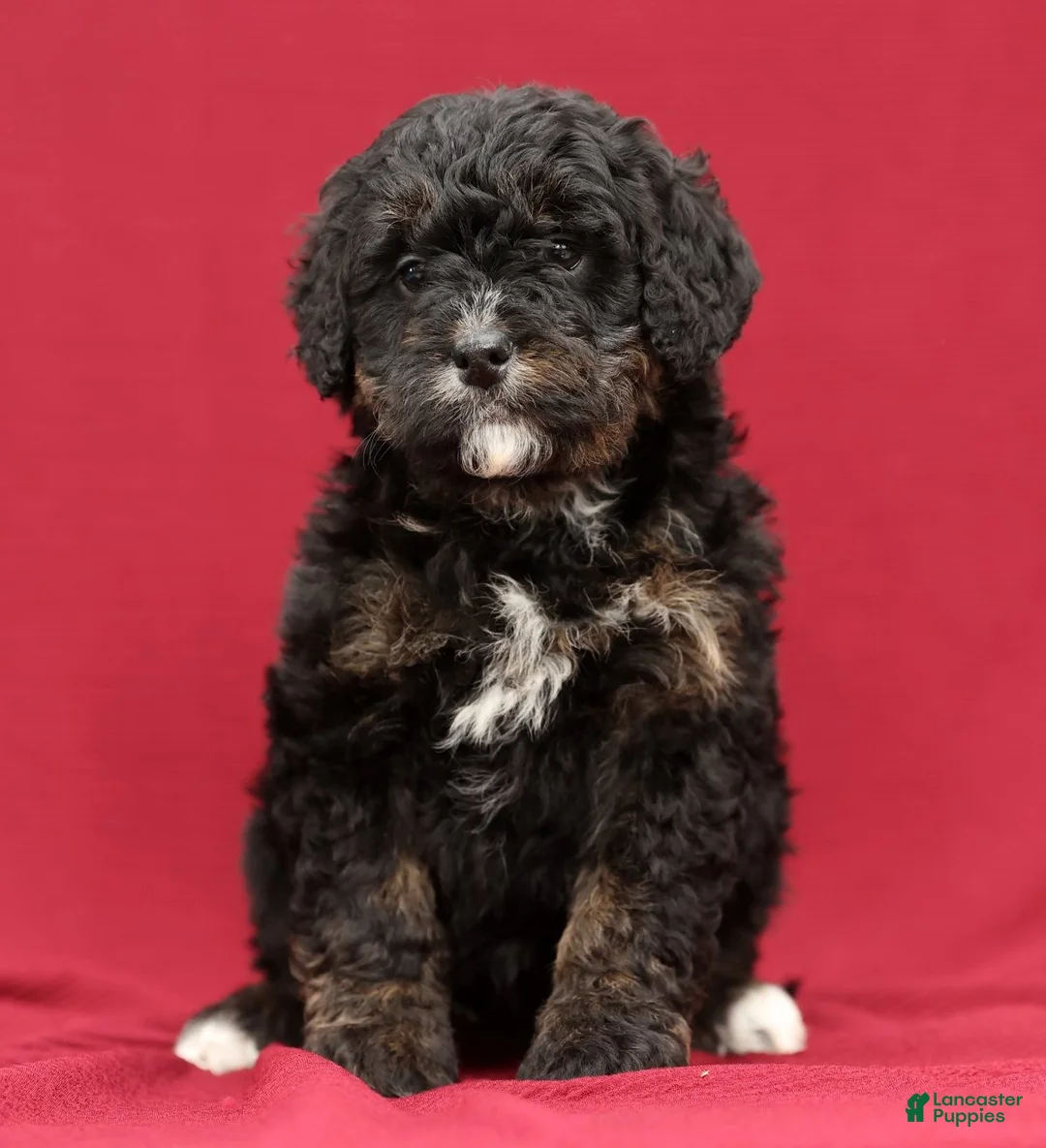 Mini Bernedoodle dogs for sale: Vicky - Ad 2