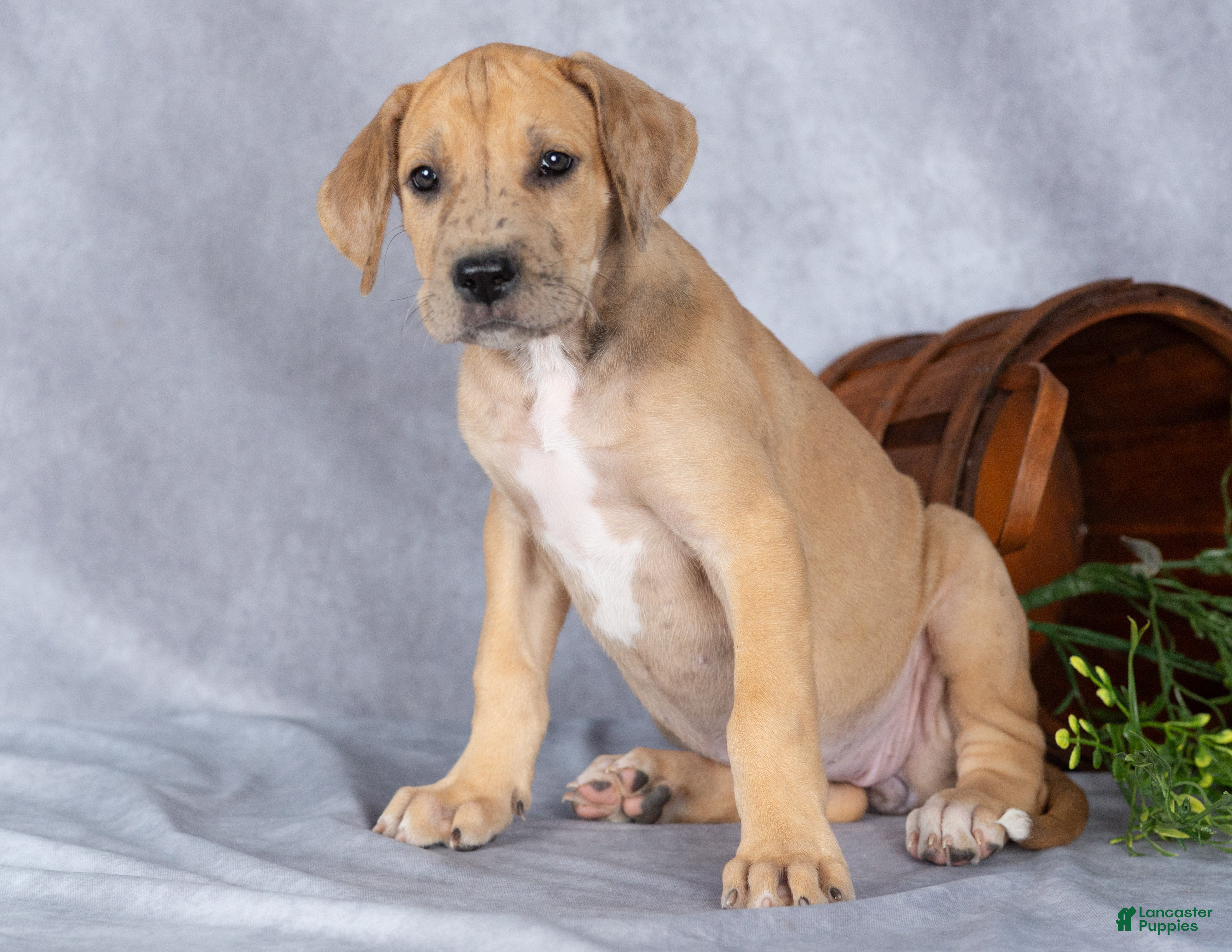 Great Dane dogs for sale: Minnie - Ad 2
