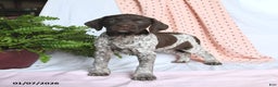 German Shorthaired Pointer dogs for sale: Annie - Ad 3