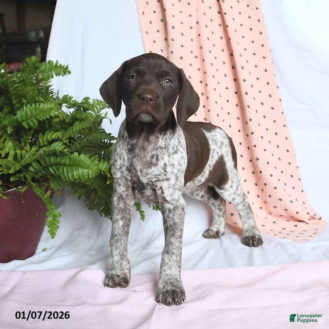 German Shorthaired Pointer dogs for sale: Annie - Ad 3