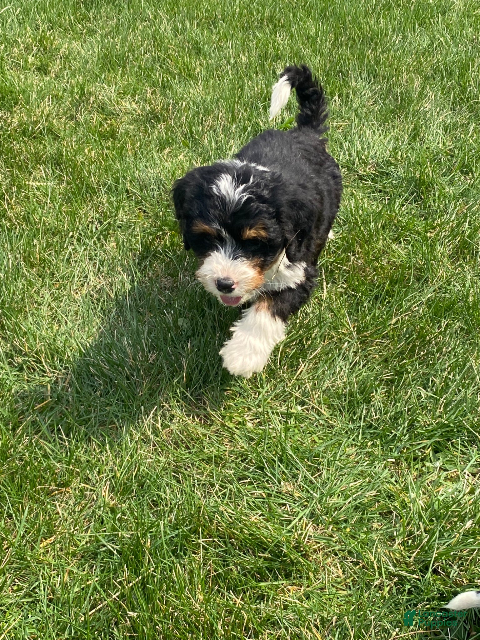 Mini Bernedoodle dogs Tucker - Ad 2