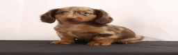 Dachshund dogs for sale: Duke - Ad 17