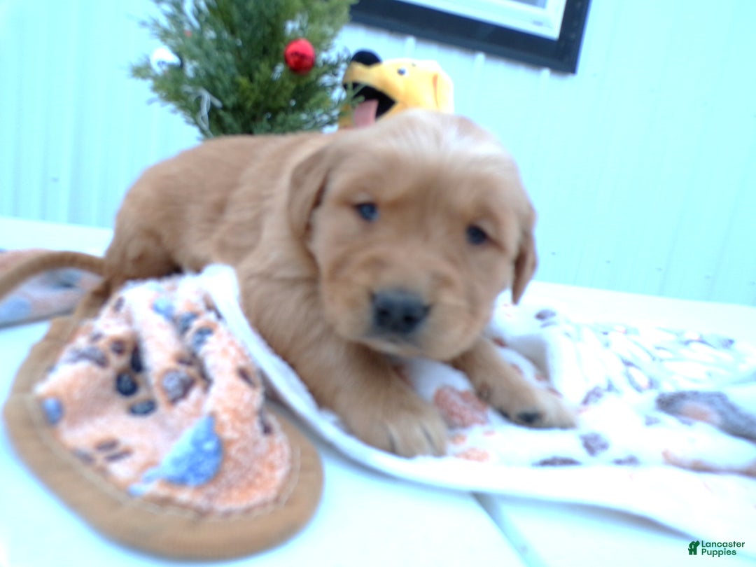 Golden Retriever dogs for sale: Golden Retriever Puppy 4 Miranda - Ad 2