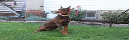 Doberman Pinscher dogs for sale: Tina - Ad 5