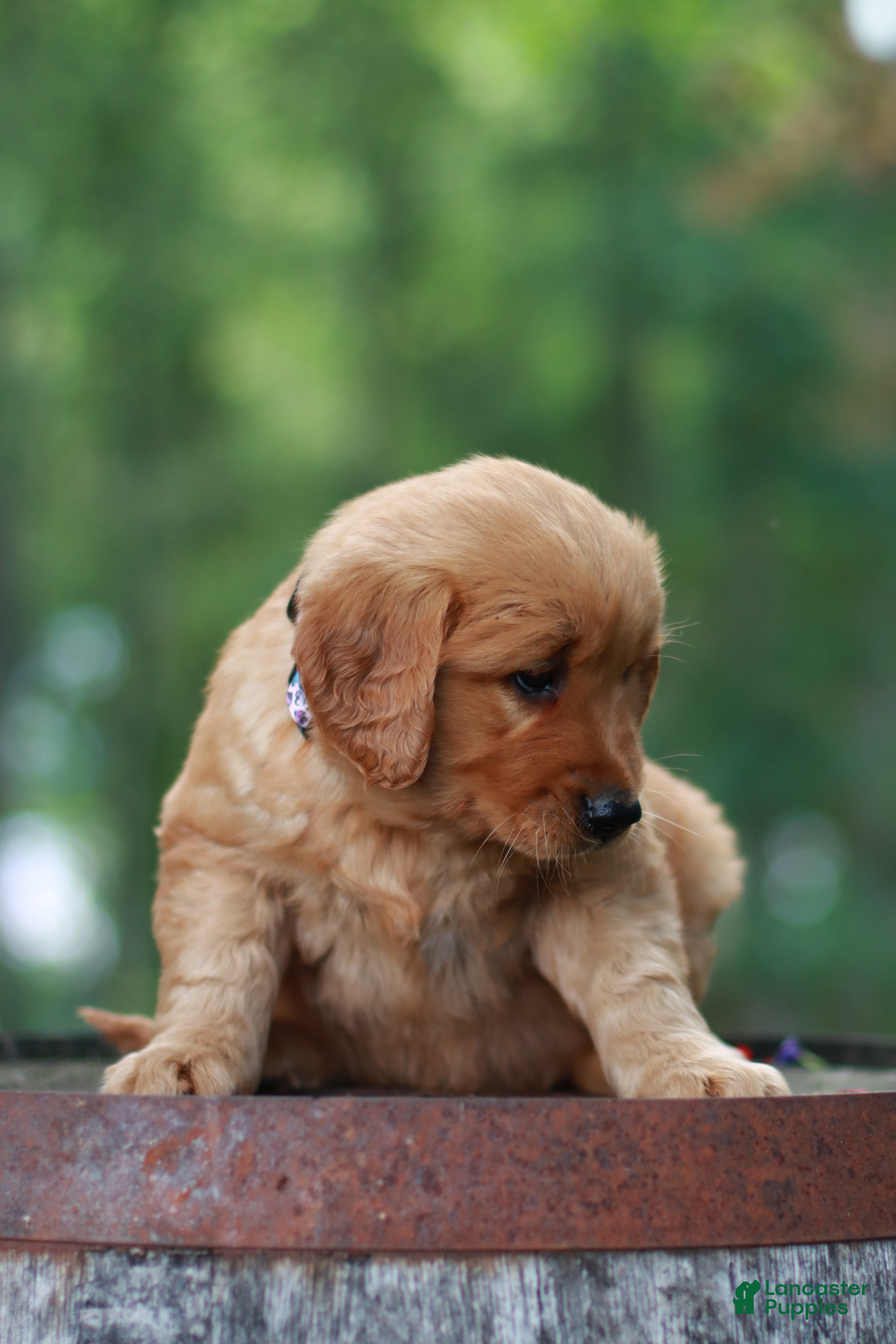 Golden Retriever dogs Bella - Ad 2