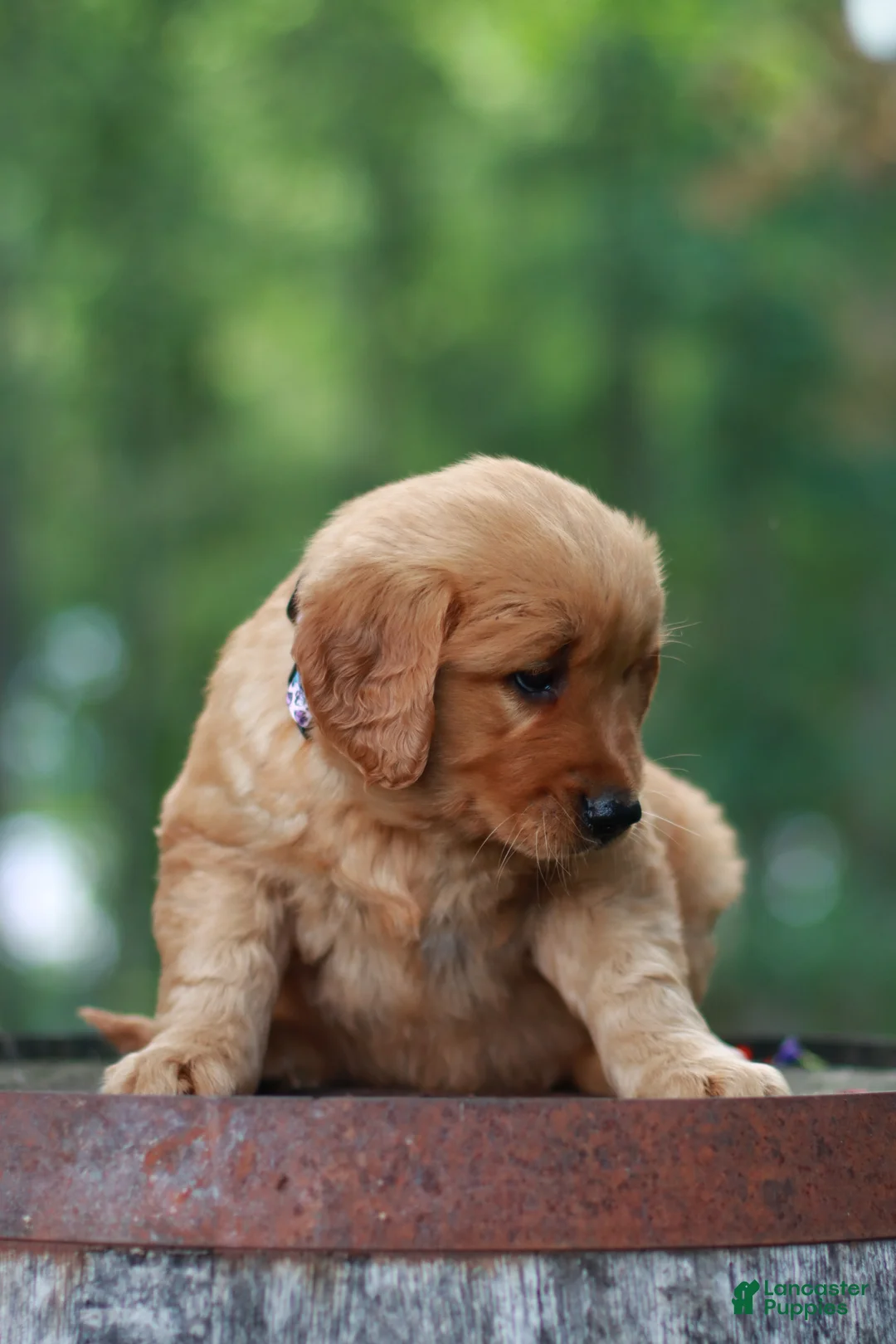 Golden Retriever dogs for sale: Bella - Ad 2