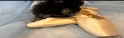 Pomeranian dogs for sale: Josephine - Ad 17