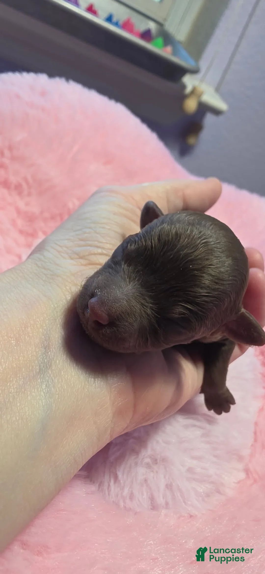 Toy Poodle dogs for sale: Girl 2 - Ad 2