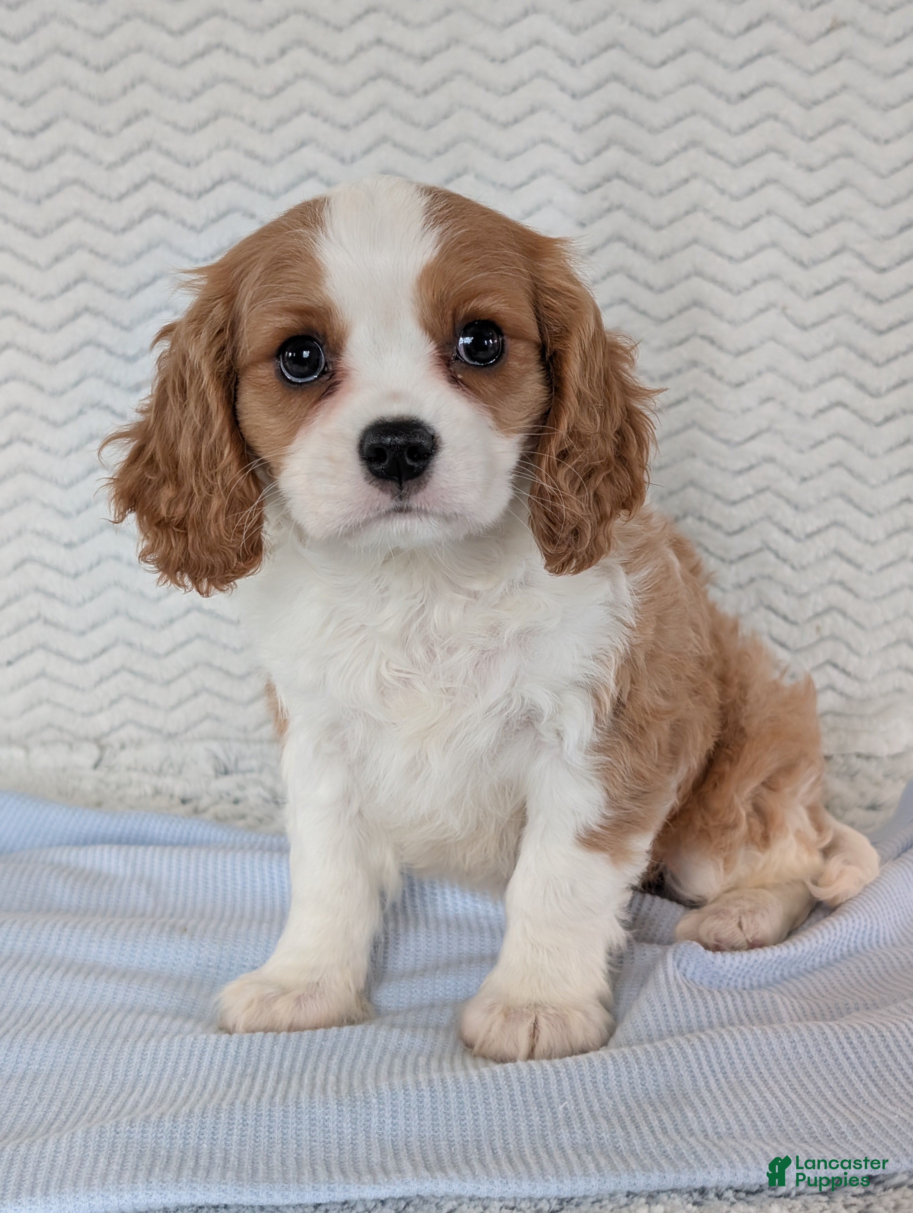 Cavalier King Charles Spaniel dogs Kody - Ad 1