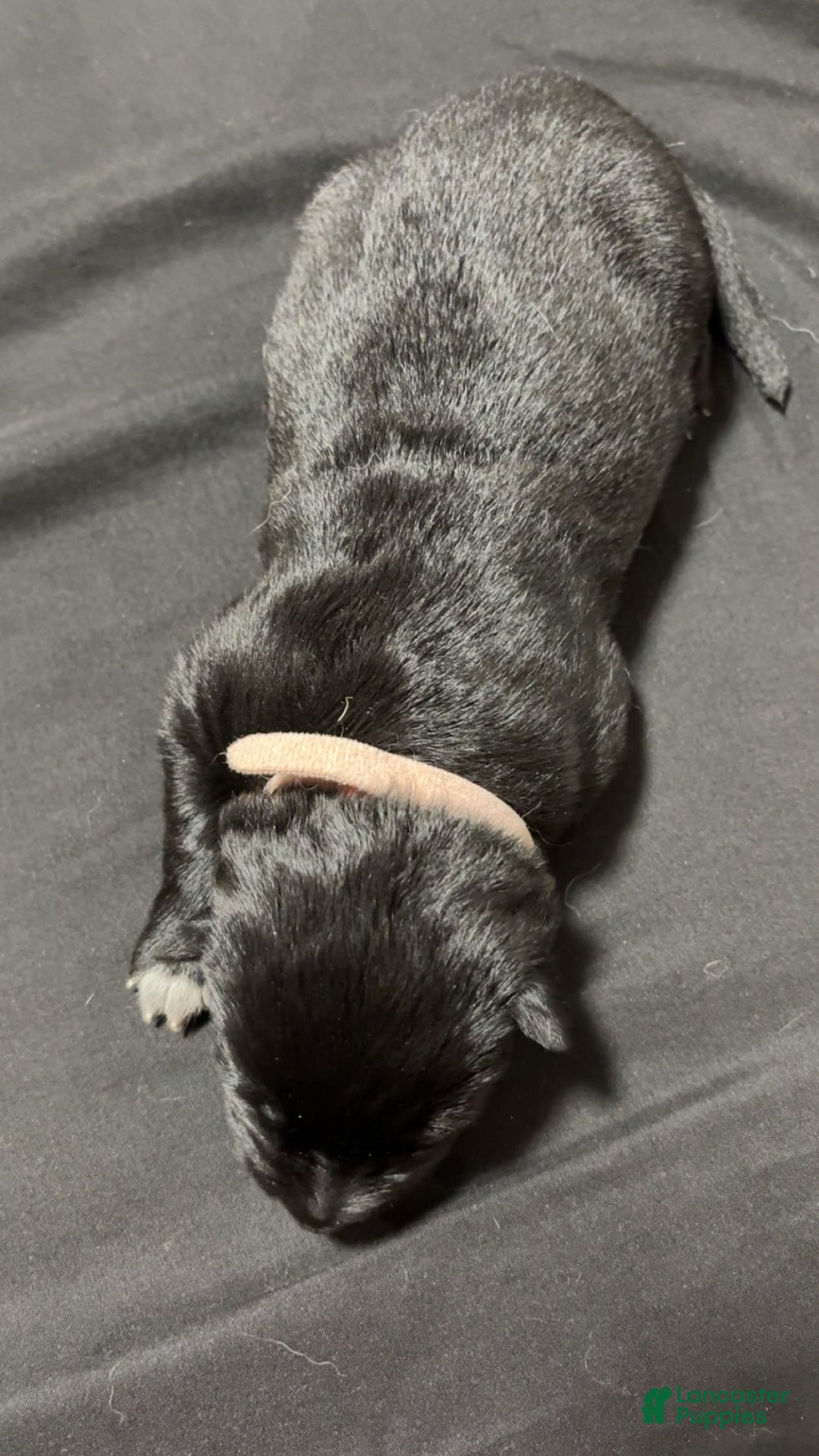 German Shepherd dogs for sale: Storm - Ad 2