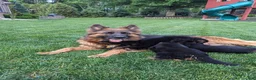 German Shepherd dogs for sale: German Shepherd 1 - Ad 5