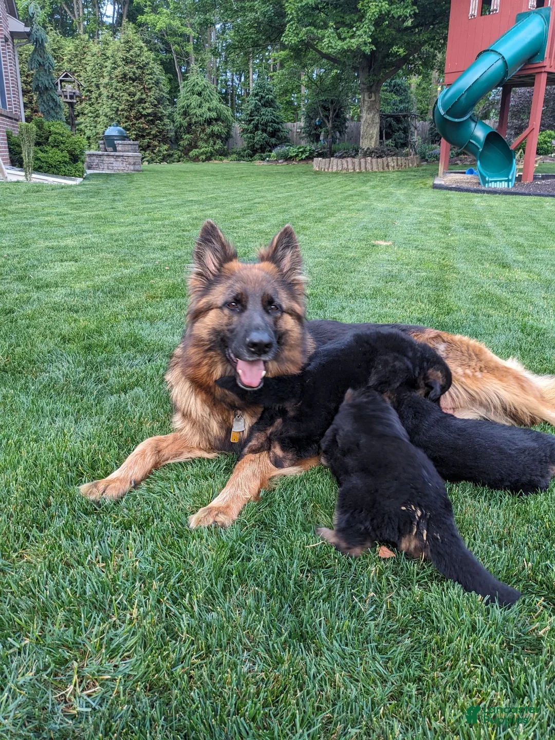 German Shepherd dogs for sale: German Shepherd 1 - Ad 5