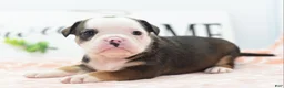 Mixed Breed dogs for sale: Queen - Ad 19