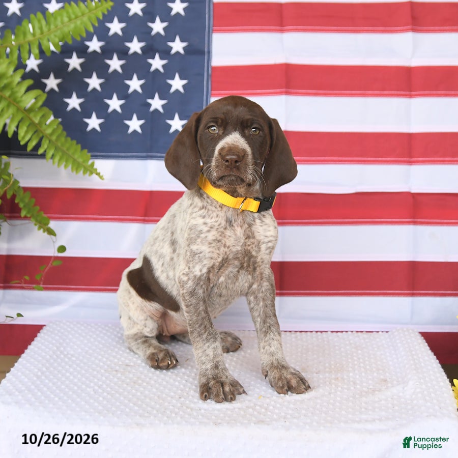 German Shorthaired Pointer dogs for sale: Taylor - Ad 1
